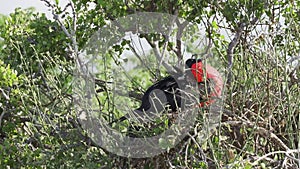 Frigate bird nesting in bushes