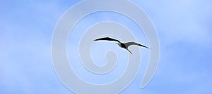 Frigate bird over the sea