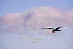A frigate bird with a pouch flying in the sky