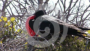 Frigate bird with red breast on Galapagos Islands.