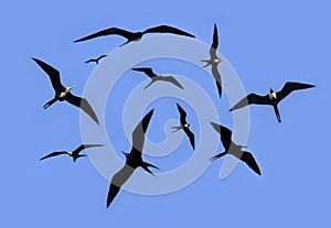 Frigate bird silhouette backlight breeding season