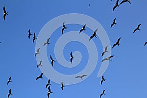 Frigate bird silhouette backlight breeding season