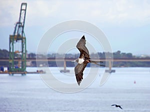 The frigate bird in the sky on the background of the Rio-Niteroi bridge in Guanabara Bay.