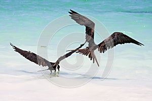 Frigate Birds Feeding at Tulum Beach
