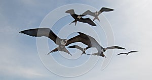 Frigate Birds flying in Cabo San Lucas Baja California Mexico