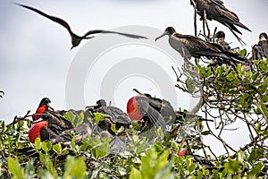 Frigate birds with male having inflated red gullet