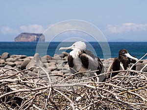 Frigate birds nesting in the Galapagos Islands