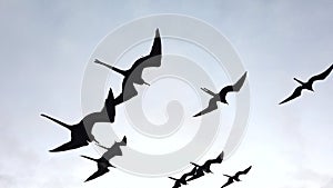 Frigate birds soar next to boat closeup