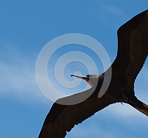 Frigate, flying in blue sky