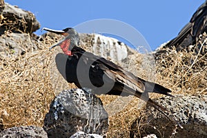 Frigatebird