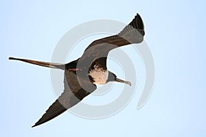 Frigatebird photo