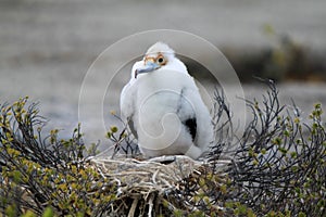 Frigatebird chick