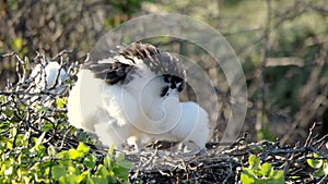 Frigatebird chick on the nest