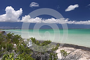 Frigatebird chick in the nest on tropical island