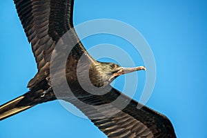 Frigatebird Closeup photo