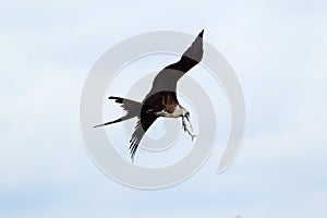 Frigatebird Flying With Her Capture