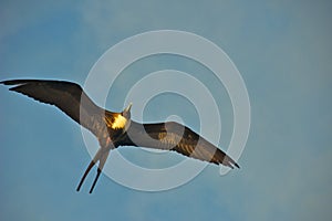 Frigatebird Flying Over Galapagos Islands