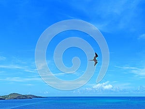 Frigatebird flying in tropical blue sky with white cloud trails over caribbean sea Soft white clouds in blue caribbean sky.