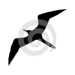 Frigatebird Fregata Silhouette Found In Map Of Pacific