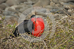 Frigatebird in Galapagos Islands
