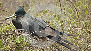 Frigatebird in Galapagos Islands