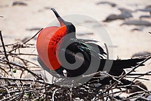 Frigatebird with inflated red pouch