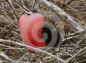 Frigatebird Male in Full Plummage on Galapagos Island