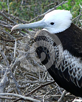 Frigatebird on nesting site in the Galapagos Archipelago