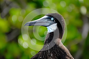 Frigatebird - Oceans worldwide