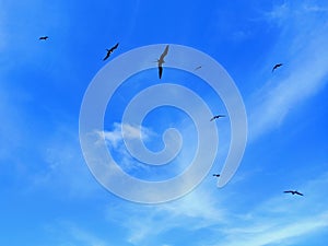 Frigatebirds flying in tropical blue sky with white cloud trails Soft white clouds in blue Caribbean sky. Textures and Backgrounds