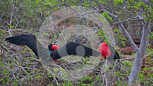 Frigatebirds in Galapagos Islands