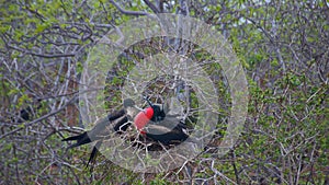 Frigatebirds in Galapagos Islands