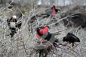 Frigates, Galapagos