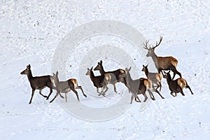 Frighten hind of red deer in snow