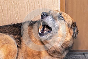 A frightened aggressive dog barks at its opponent