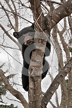 Frightened American Black Bear Cub Hangs in Tree
