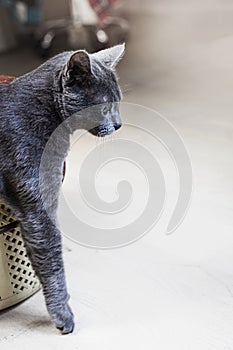 frightened American Burmese cat climbs