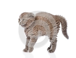 Frightened baby kitten in profile. isolated on white background