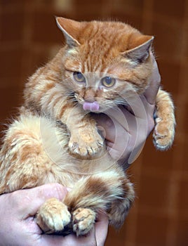 Frightened big-eyed kitten in hands