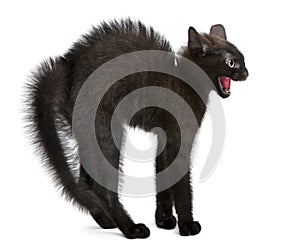 Frightened black kitten standing in front of white background photo