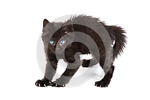 Frightened black kitten standing on a white background