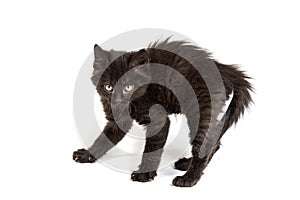 Frightened black kitten standing on a white background