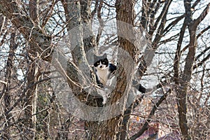 Frightened black and white cat sits on a high tree