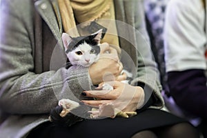 Frightened black and white kitten in hands of girl volunteer, in shelter for homeless animals. Girl takes cat to her photo