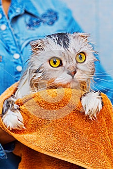 Frightened cat after wash in bathroom