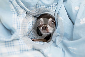 Frightened chihuahua