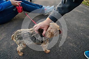 Frightened dog being petted