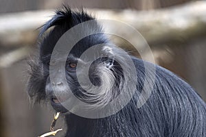 Frightened expression of Black mangabey, Lophocebus aterrimus, who saw something nearby