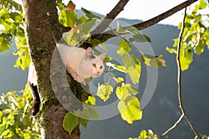 Frightened cat hiding from dog on a tree