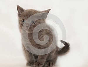 Frightened gray kitten sits on gray